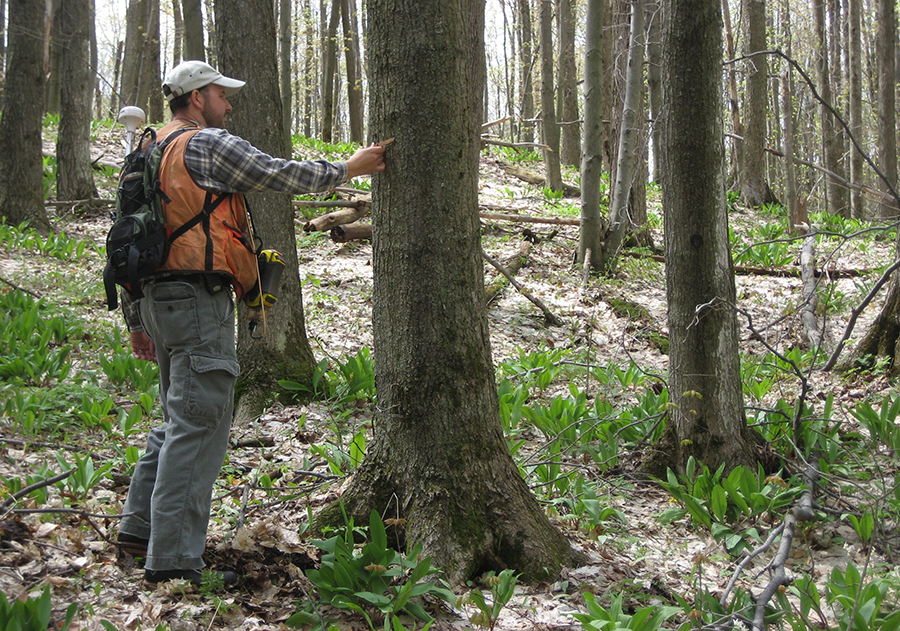 Paul Drysdale Taking Tree Measurements