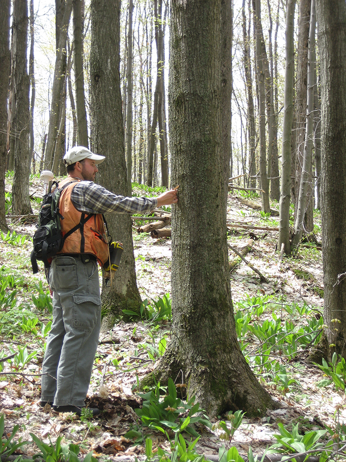 Paul Measuring Tree