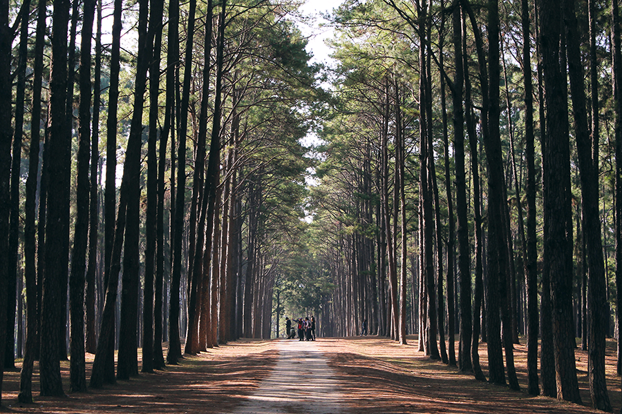 Wooded Road